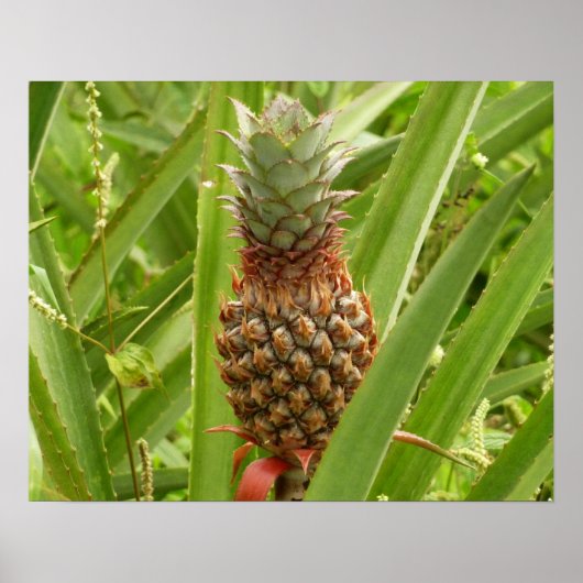 Poster Ananas sauvage Fruit tropical dans la nature (Devant)