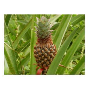 Poster Ananas sauvage Fruit tropical dans la nature