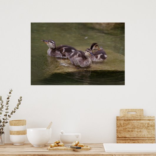 Poster Anas platyrhynchos (Cuisine)