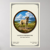 Poster Anatolian Shepherd Dog Zoology Series (Devant)