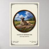 Poster Anatolian Shepherd Dog Zoology Series (Devant)