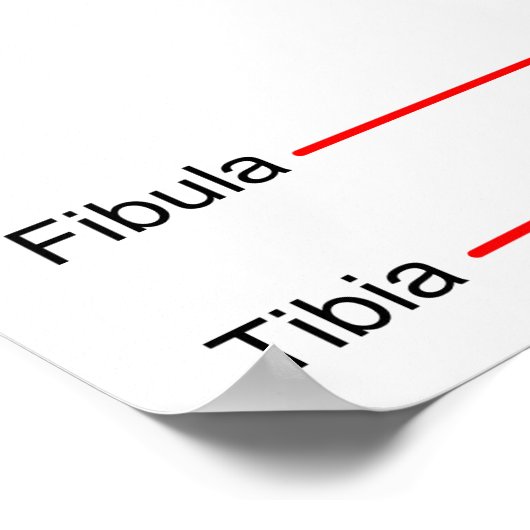 Poster Anatomical Diagram of a Human Right Knee Joint (Coin)