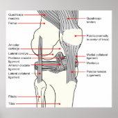Poster Anatomical Diagram of a Human Right Knee Joint (Devant)