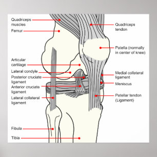 Poster Anatomical Diagram of a Human Right Knee Joint