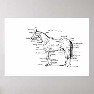 Poster ANATOMIE 19 x 13 Imprimer