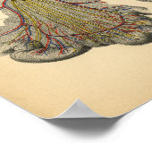 Poster Anatomie abdominale du cheval 1908 Imprimer Vintag (Coin)