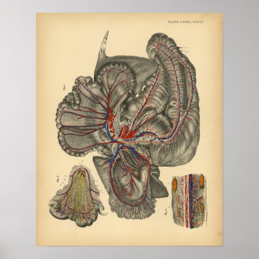 Poster Anatomie abdominale du cheval 1908 Imprimer Vintag (Devant)