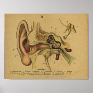 Poster Anatomie allemande vintage Imprimer oreille