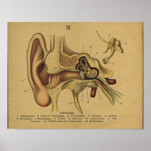 Poster Anatomie allemande vintage Imprimer oreille (Devant)