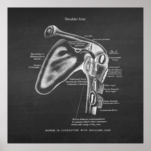 Poster Anatomie Art no 1 Joint à épaule (Devant)