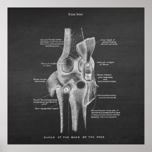 Poster Anatomie Art no 5 Joint de genou