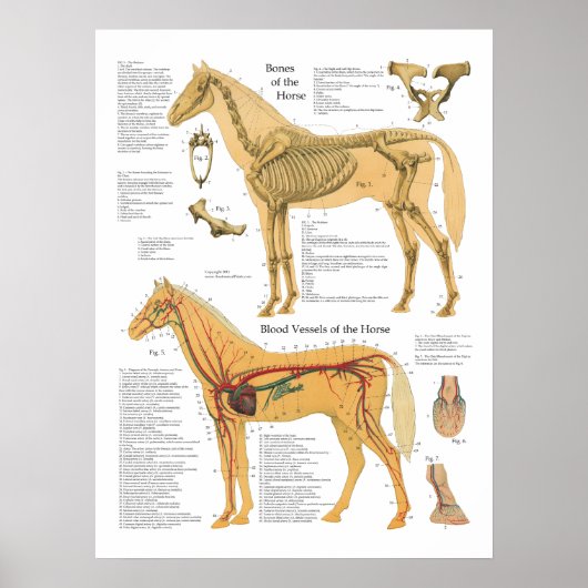 Poster Anatomie artérielle squelettique Diagramme vétérin (Devant)
