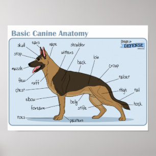 Poster Anatomie canine 16x12