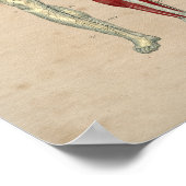 Poster Anatomie cardiaque des artères humaines 1841 Impri (Coin)