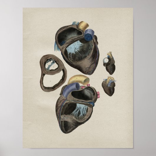Poster Anatomie cardiaque humaine Imprimer Vintage (Devant)
