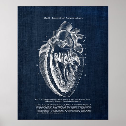 Poster Anatomie cardiaque n° 3 Vue intérieure (Devant)