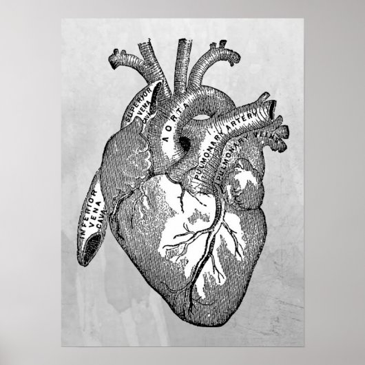Poster Anatomie cardiaque vintage (Devant)