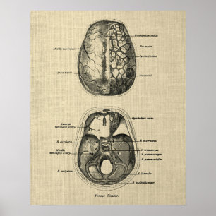 Poster Anatomie cérébrale n° 5 avec Arrière - plan de crè