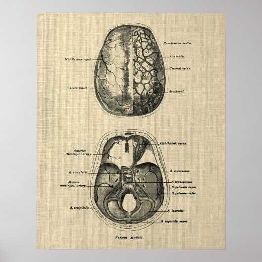 Poster Anatomie cérébrale n° 5 avec Arrière - plan de crè (Devant)
