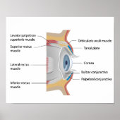 Poster anatomie conjunctiva des yeux (Devant)