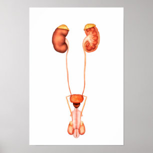 Poster Anatomie d'appareil urinaire masculin humain, vue