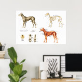 Poster anatomie de chien Muscles et os (Bureau à domicile)