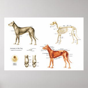 Poster anatomie de chien Muscles et os