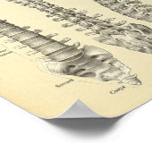 Poster Anatomie de colonne vertébrale Imprimer (Coin)