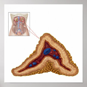 Poster Anatomie de glande surrénale, à section