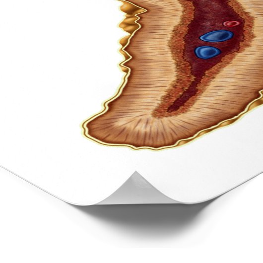 Poster Anatomie De Glande Surrénale, Section Transverse (Coin)