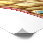 Poster Anatomie De La Capsule Glomérulaire De Bowman (Coin)