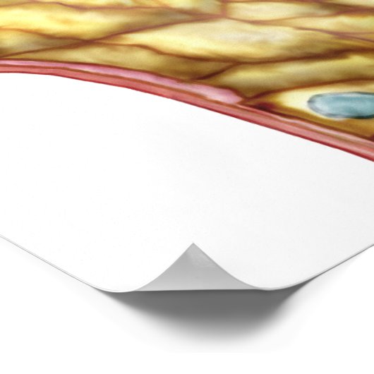 Poster Anatomie De La Capsule Glomérulaire De Bowman (Coin)