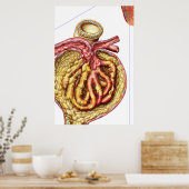 Poster Anatomie De La Capsule Glomérulaire De Bowman (Cuisine)