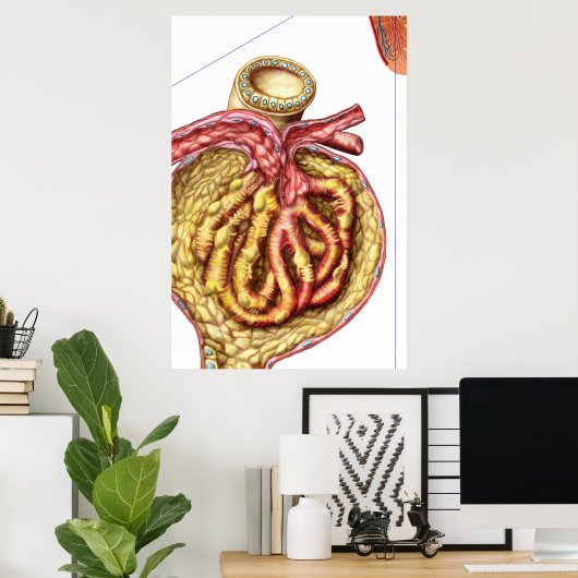 Poster Anatomie De La Capsule Glomérulaire De Bowman (Bureau à domicile)