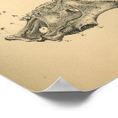 Poster Anatomie de la colonne cervicale du cheval 1908 Im (Coin)