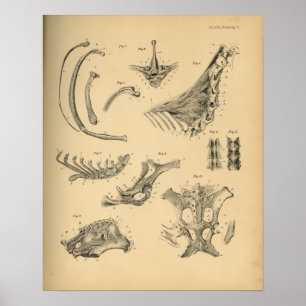 Poster Anatomie de la colonne cervicale du cheval 1908 Im