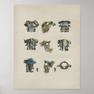 Poster Anatomie de la colonne cervicale humaine Imprimer 