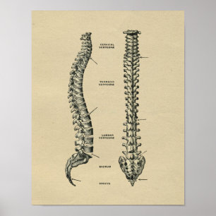 Poster Anatomie de la colonne vertébrale humaine 1902 Imp