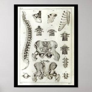 Poster Anatomie de la colonne vertébrale humaine Pelvis