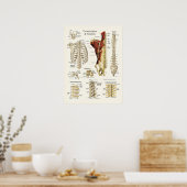 Poster Anatomie de la colonne vertébrale Thoracique et de (Cuisine)