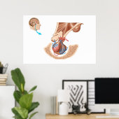 Poster Anatomie De La Glande Pituitaire (Bureau à domicile)