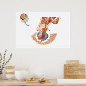 Poster Anatomie De La Glande Pituitaire (Cuisine)