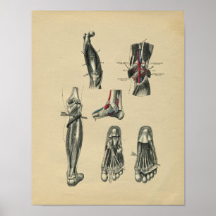 Poster Anatomie de la jambe de pied humain 1902 Impressio