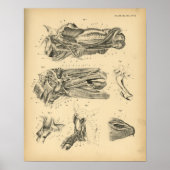 Poster Anatomie de la mâchoire de cheval 1908 Imprimer Vi (Devant)