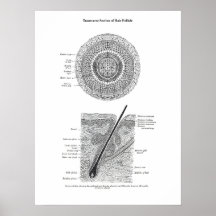 Anatomie de la peau et des cheveux Imprimer Cadeau