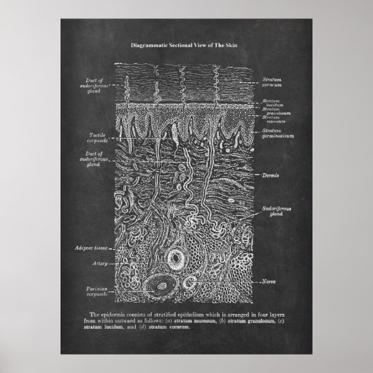 Poster Anatomie de la peau humaine Dermatologue don (Devant)