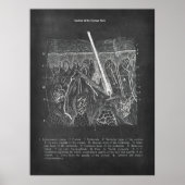 Poster Anatomie de la peau Vue section Décor dermatologue (Devant)