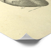 Poster Anatomie de la surface du muscle cardiaque Imprime (Coin)