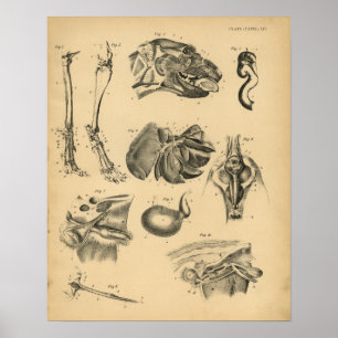 Poster Anatomie de la tête de la jambe de chien 1908 Impr