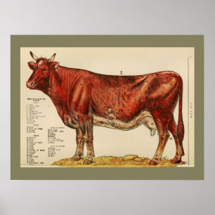 Poster Anatomie de la vache Vintage 1917